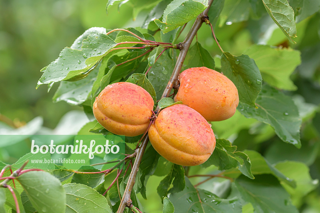 575224 - Apricot (Prunus armeniaca 'Vertige')