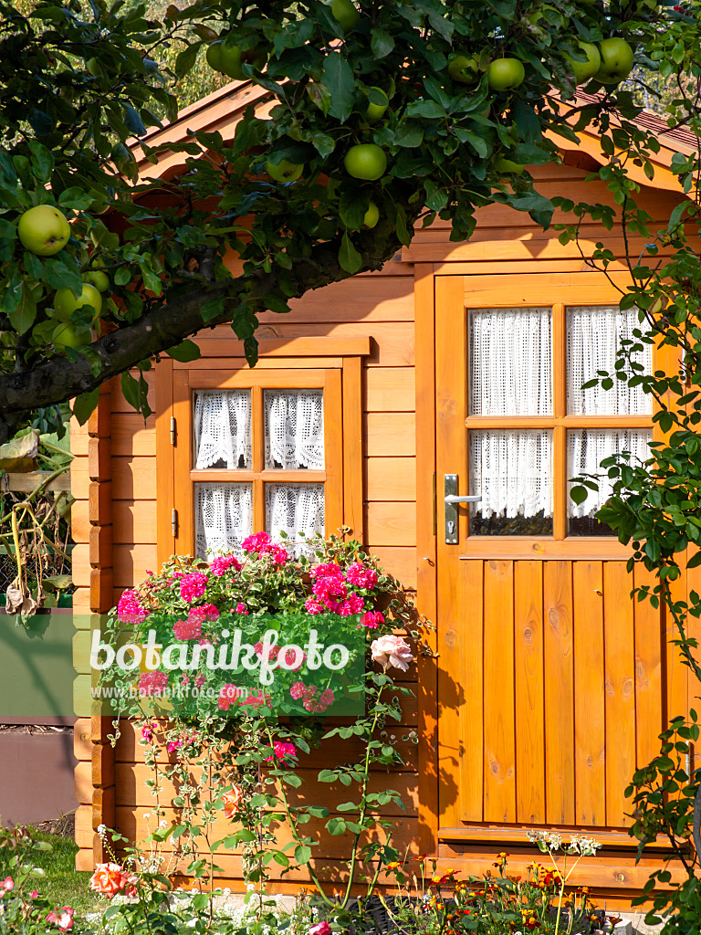 477124 - Arbor made of ochre-coloured wooden slats with a flowering balcony box and white lace curtains behind the windows