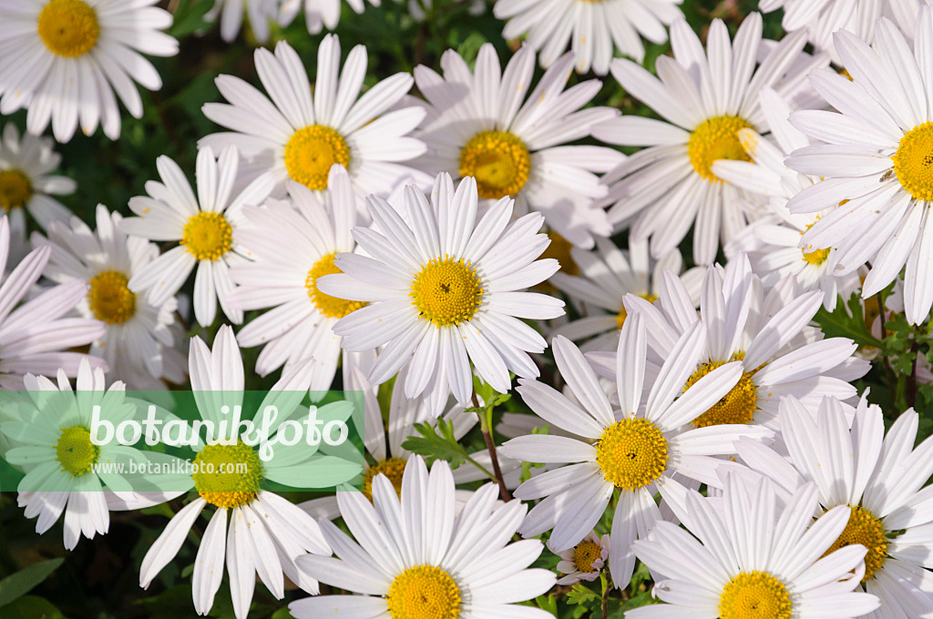 477042 - Arctic chrysanthemum (Arctanthemum arcticum syn. Chrysanthemum arcticum)