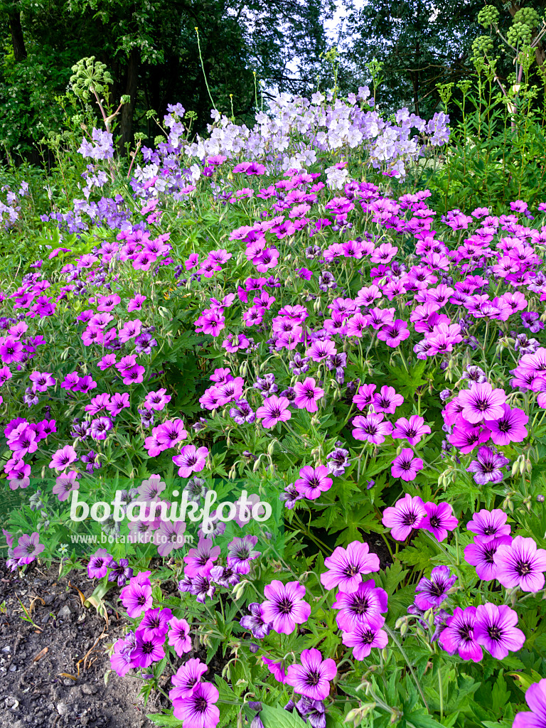 438237 - Armenian cranesbill (Geranium psilostemon 'Patricia')