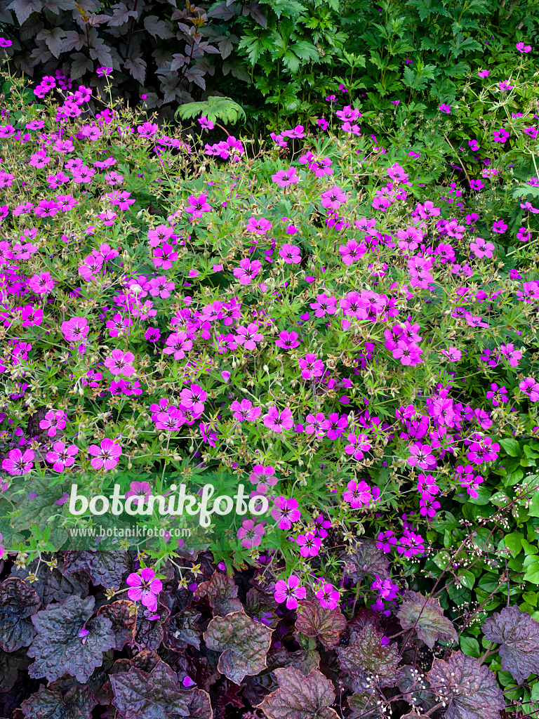 461120 - Armenian cranesbill (Geranium psilostemon)