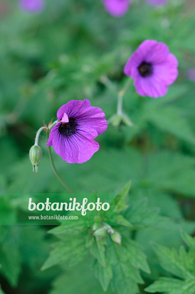 472367 - Armenian cranesbill (Geranium psilostemon)