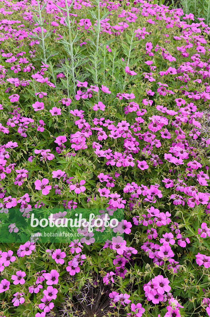 497064 - Armenian cranesbill (Geranium psilostemon 'Patricia')