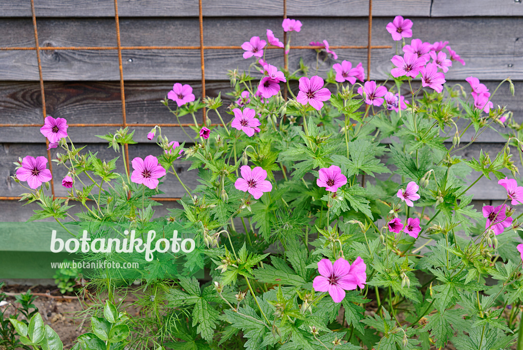 518021 - Armenian cranesbill (Geranium psilostemon 'Patricia')