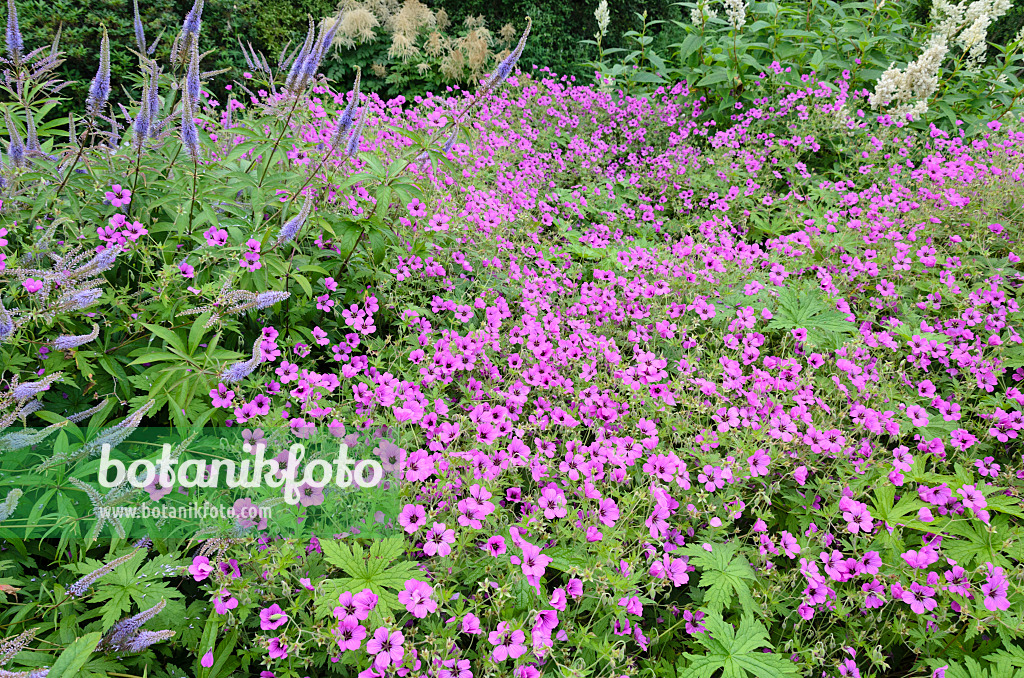 522035 - Armenian cranesbill (Geranium psilostemon 'Patricia')