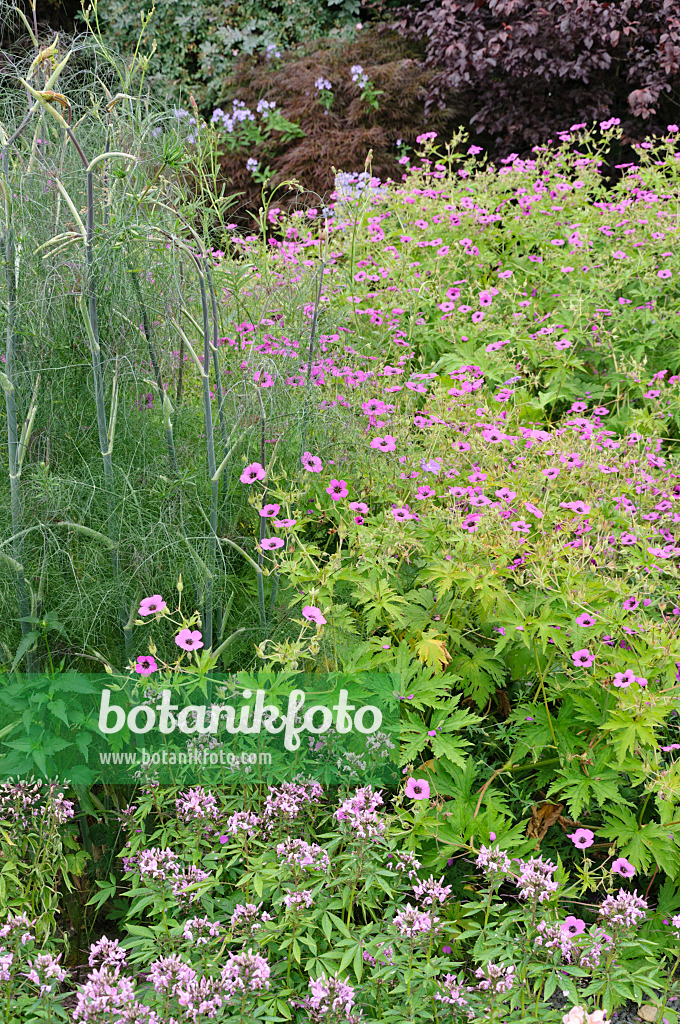 486068 - Armenian cranesbill (Geranium psilostemon) and spider flower (Tarenaya hassleriana 'Señorita Rosalita' syn. Cleome hassleriana 'Señorita Rosalita')