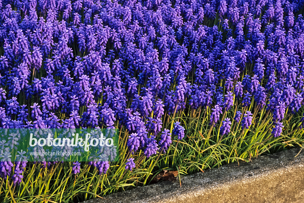 364033 - Armenian grape hyacinth (Muscari armeniacum)