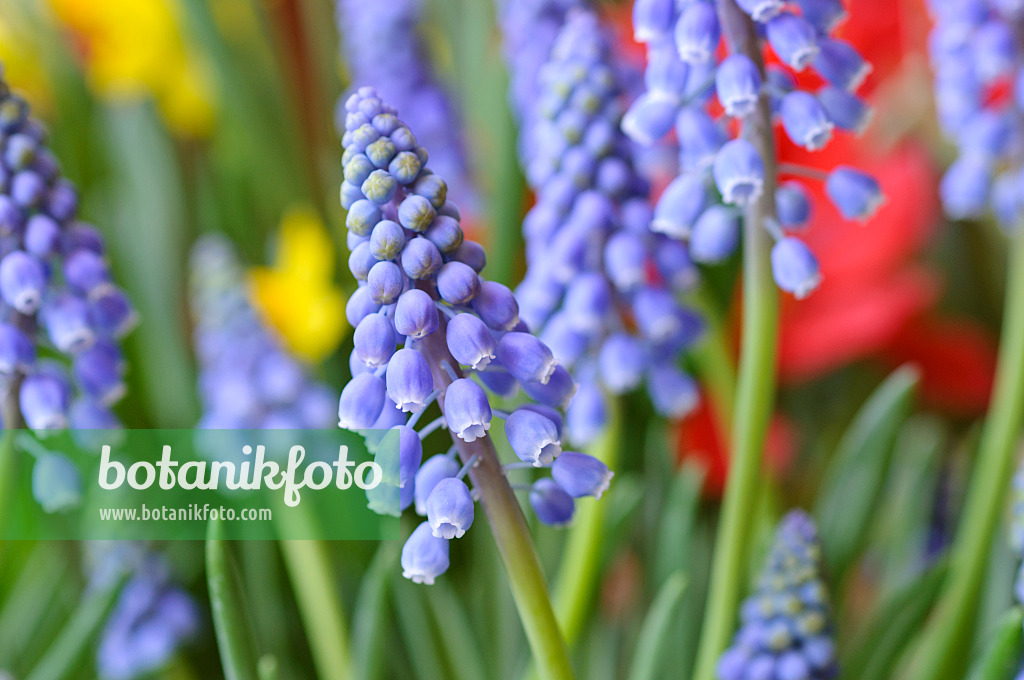 471122 - Armenian grape hyacinth (Muscari armeniacum)