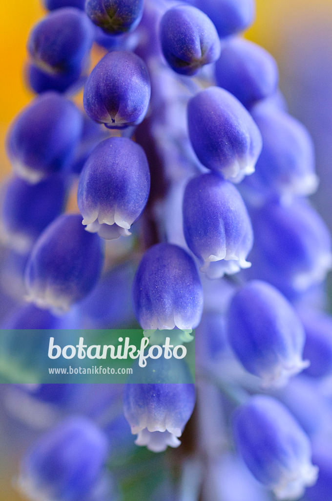 471152 - Armenian grape hyacinth (Muscari armeniacum)