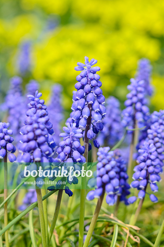 519142 - Armenian grape hyacinth (Muscari armeniacum)