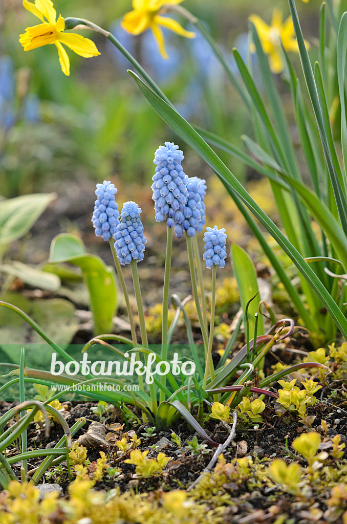 519167 - Armenian grape hyacinth (Muscari armeniacum)