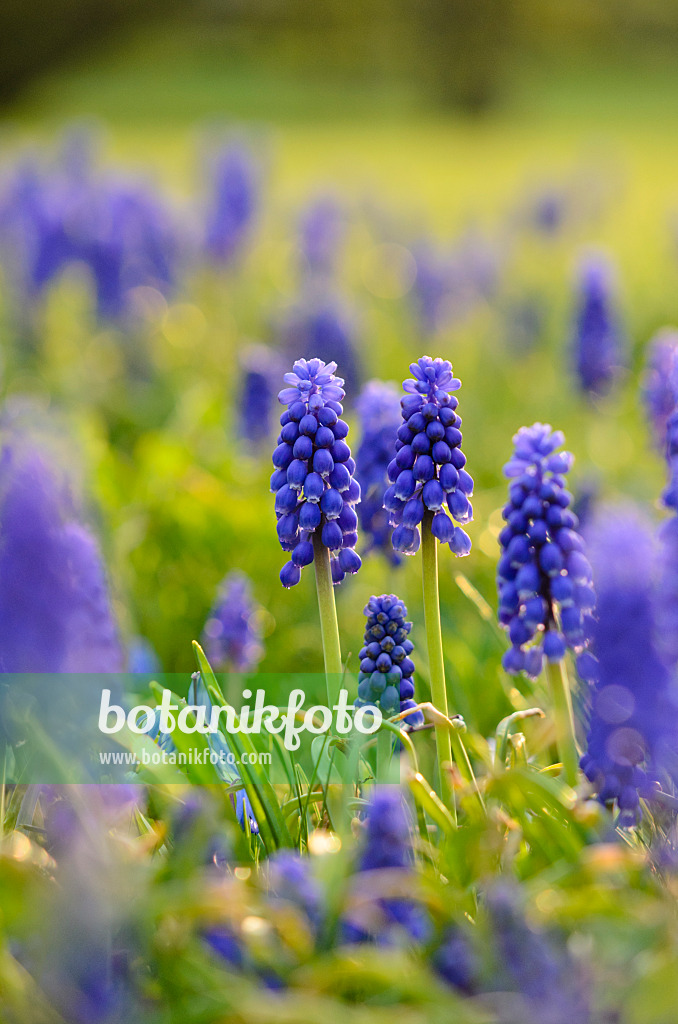 519182 - Armenian grape hyacinth (Muscari armeniacum)