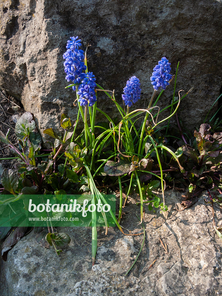 400148 - Armenian grape hyacinth (Muscari armeniacum 'Blue Spike')