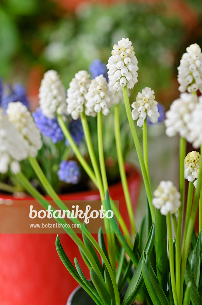 483122 - Armenian grape hyacinth (Muscari armeniacum 'White Magic')