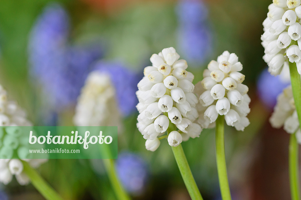 483123 - Armenian grape hyacinth (Muscari armeniacum 'White Magic')