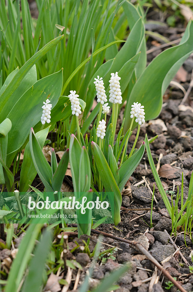 531019 - Armenian grape hyacinth (Muscari armeniacum 'White Magic')