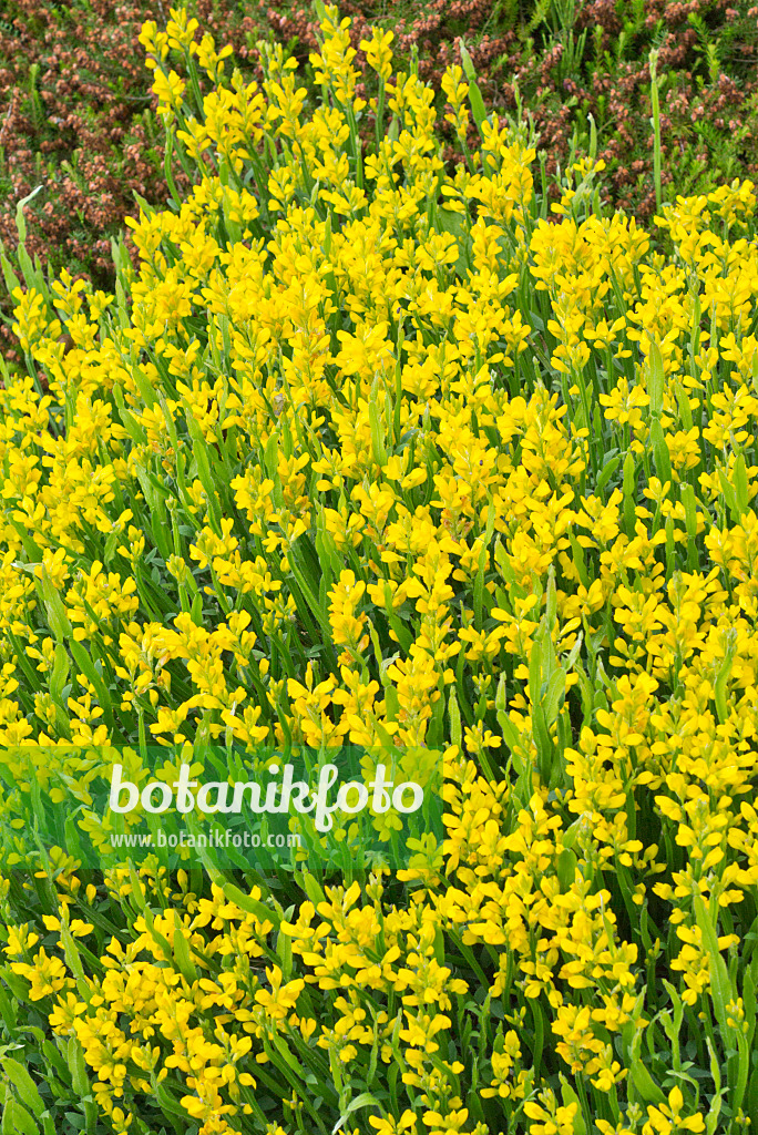 557036 - Arrow-jointed broom (Genista sagittalis)