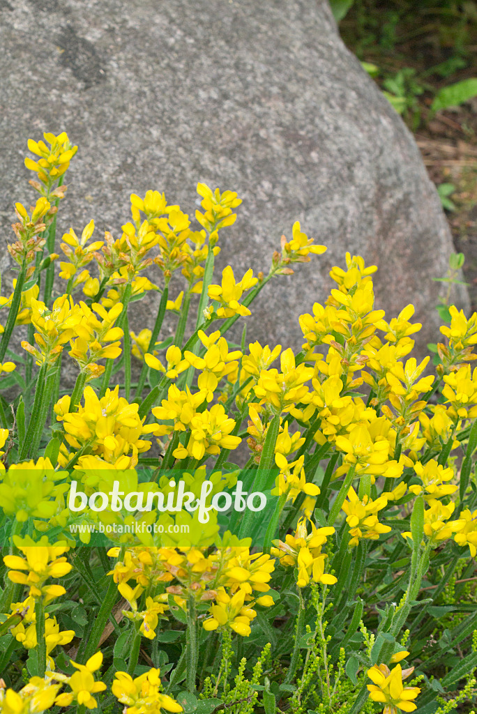 557037 - Arrow-jointed broom (Genista sagittalis)