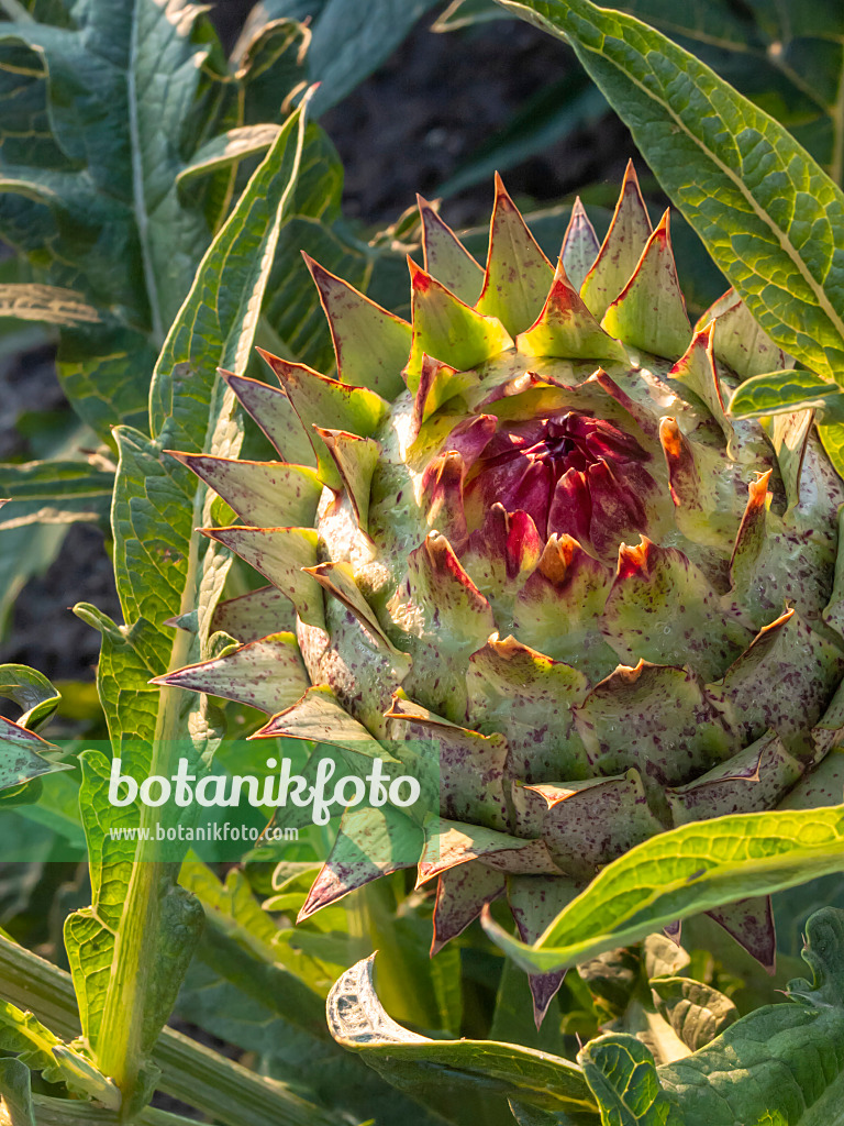 406032 - Artichoke (Cynara cardunculus syn. Cynara scolymus)