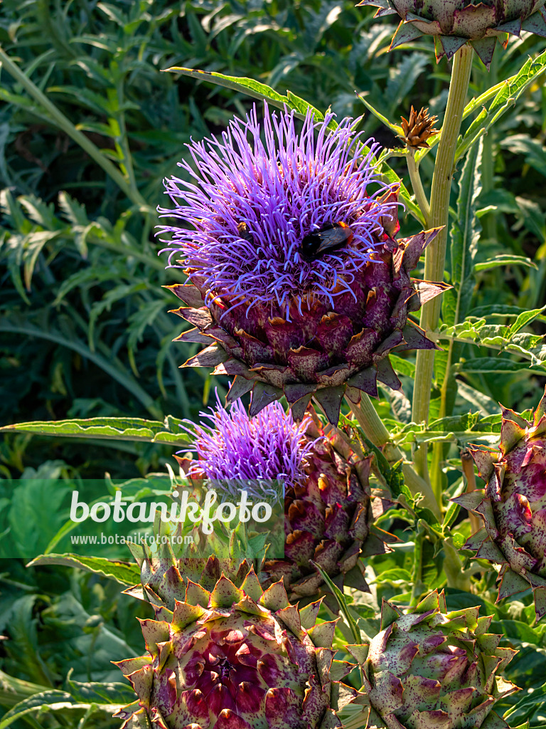 427256 - Artichoke (Cynara cardunculus syn. Cynara scolymus)