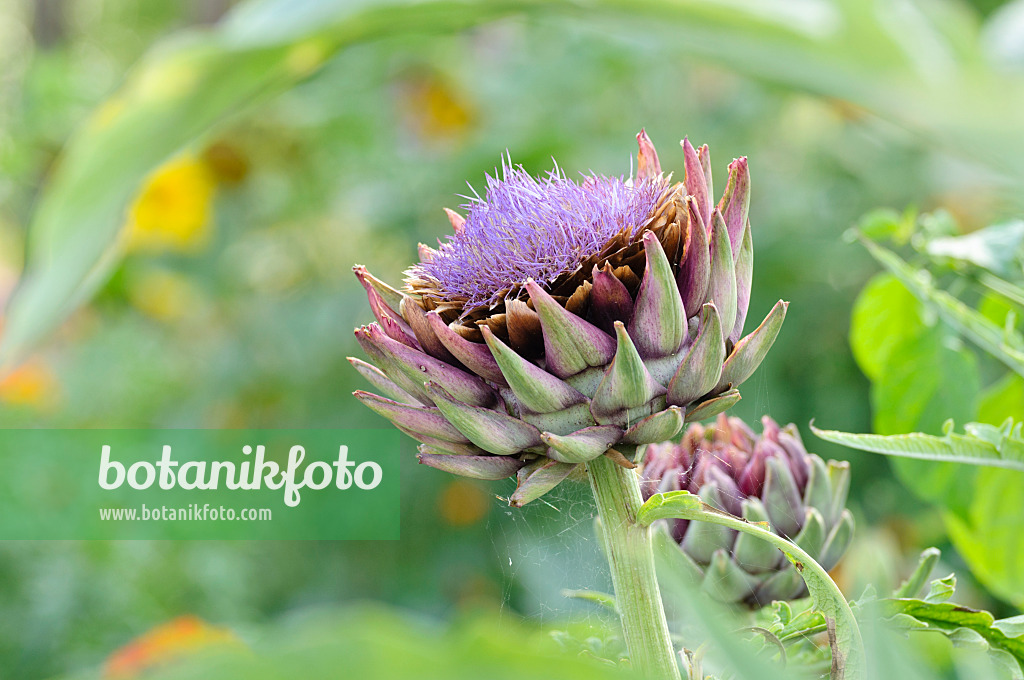 474482 - Artichoke (Cynara cardunculus syn. Cynara scolymus)