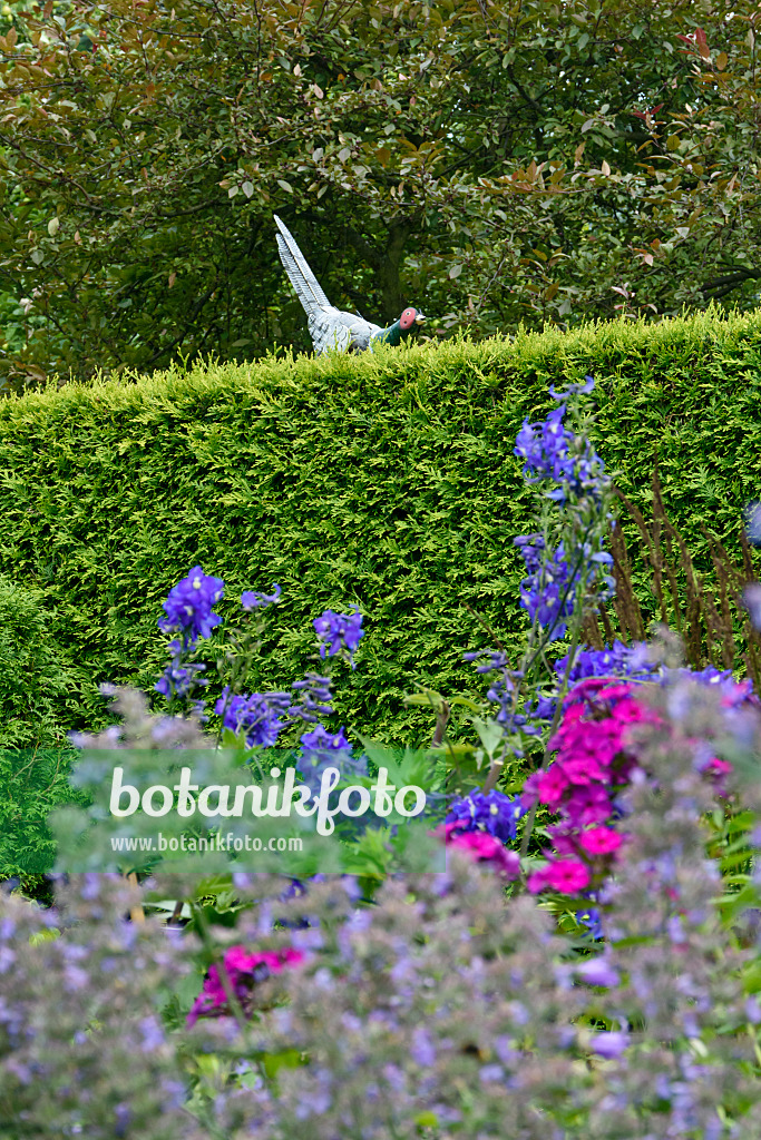 558015 - Artificial pheasant on an arborvitae hedge