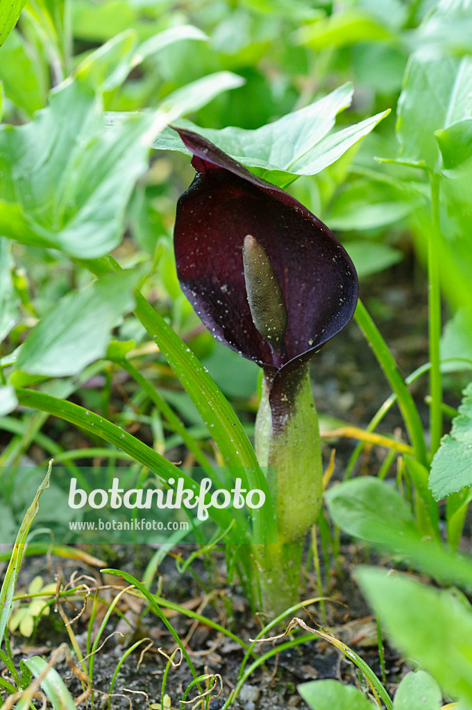 484081 - Arum (Arum orientale)