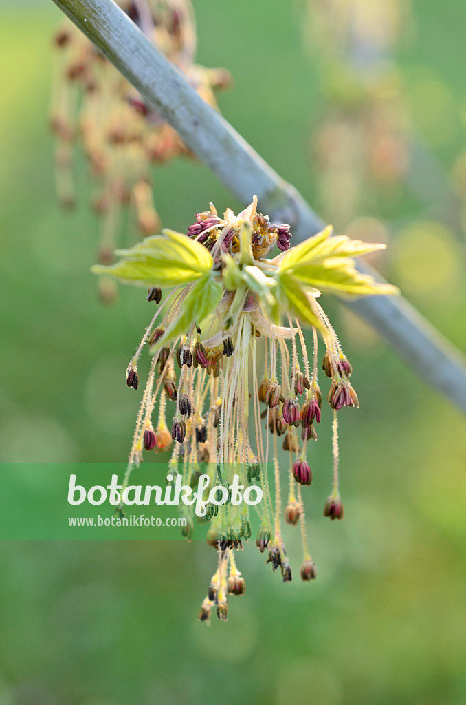 507039 - Ash-leaved maple (Acer negundo)