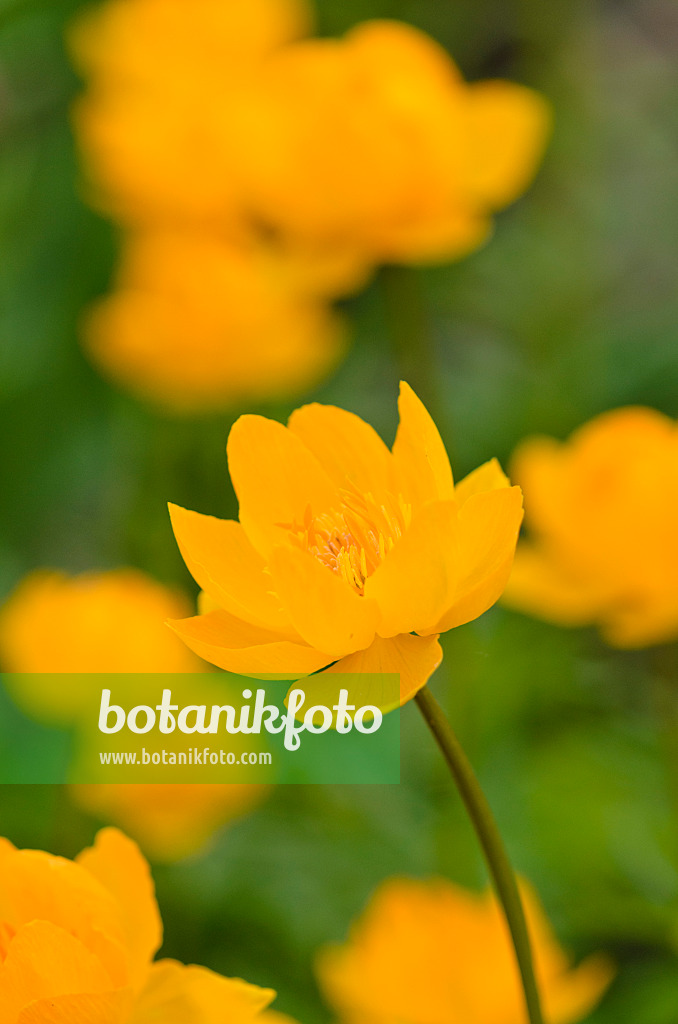 520187 - Asian globeflower (Trollius asiaticus)