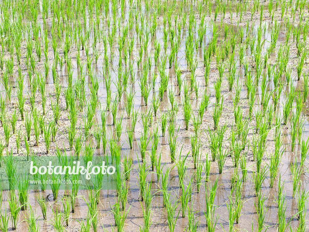 434340 - Asian rice (Oryza sativa)