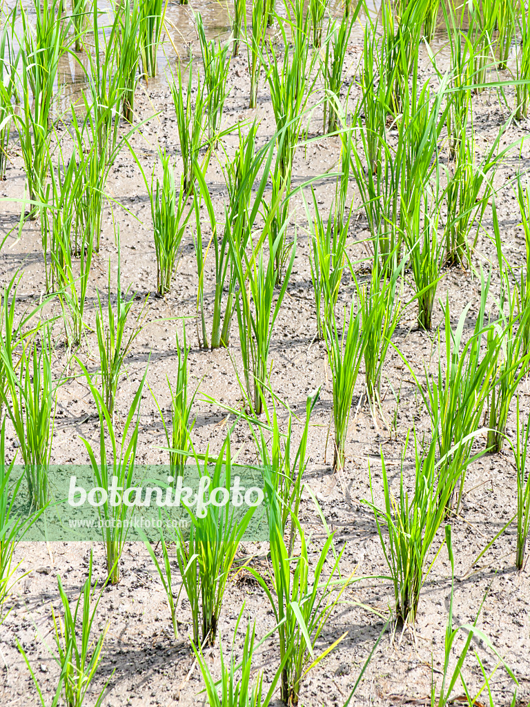 434341 - Asian rice (Oryza sativa)