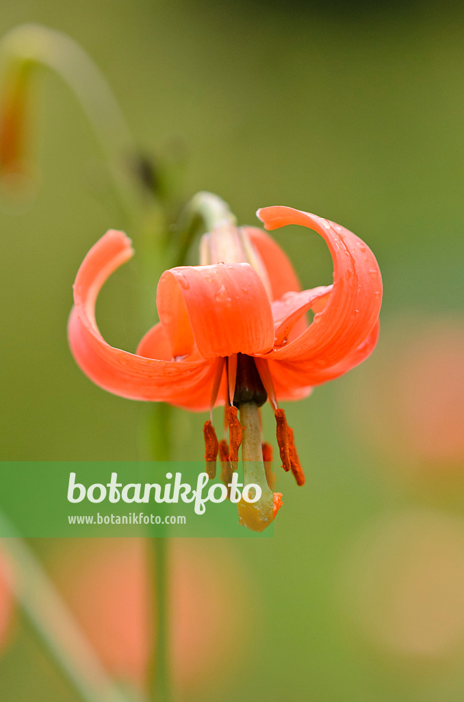 535172 - Asiatic lily (Lilium callosum)