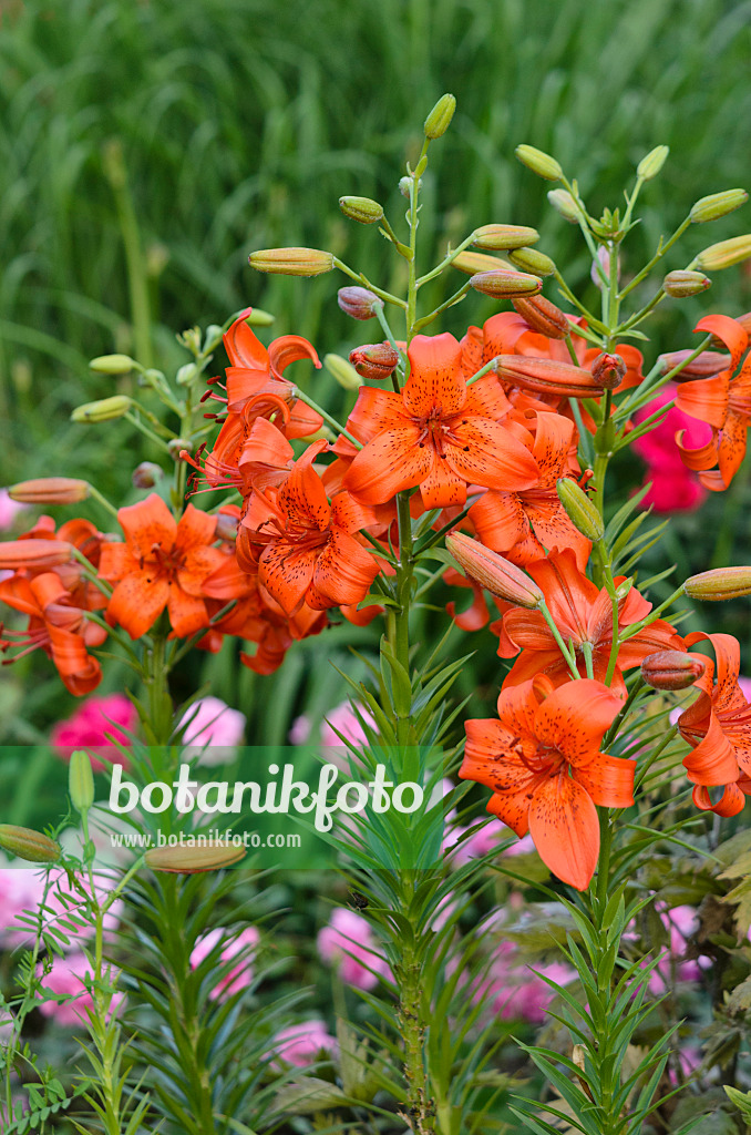 521296 - Asiatic lily (Lilium Fire King)