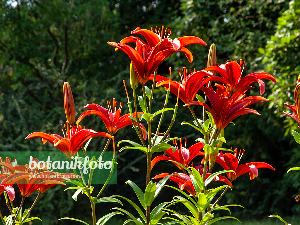 439371 - Asiatic lily (Lilium Gran Paradiso)