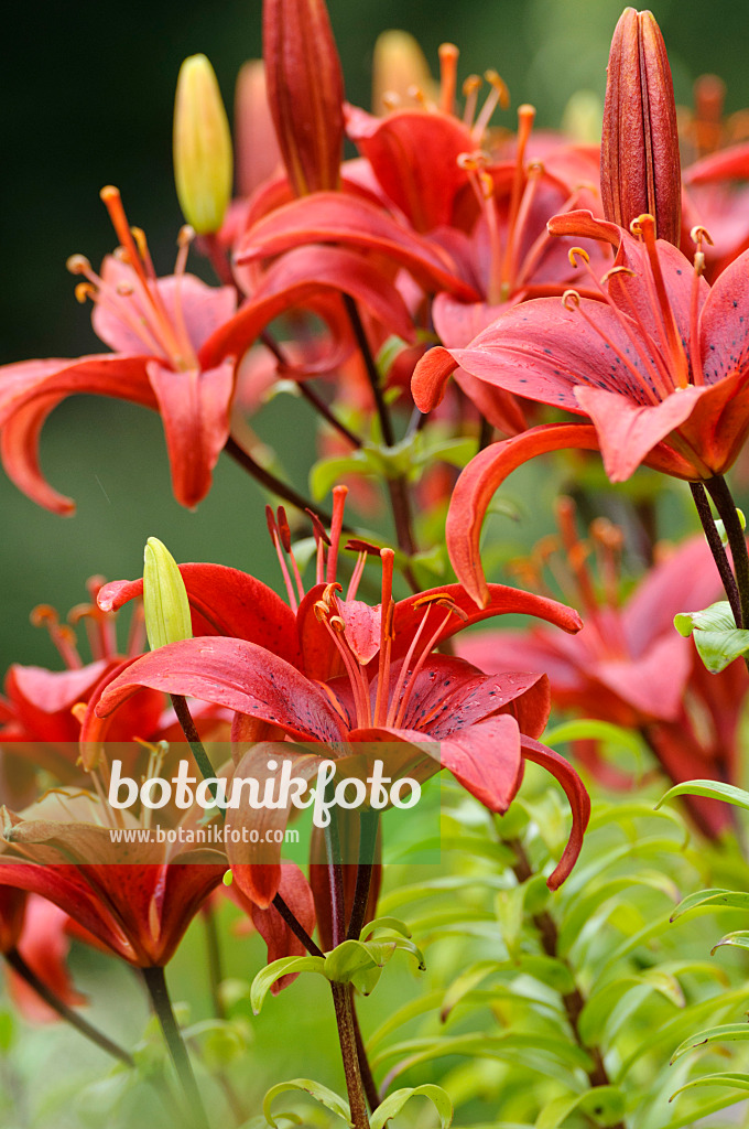 474264 - Asiatic lily (Lilium Gran Paradiso)