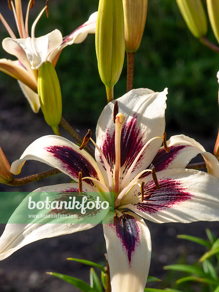 449050 - Asiatic lily (Lilium Purple Rain)