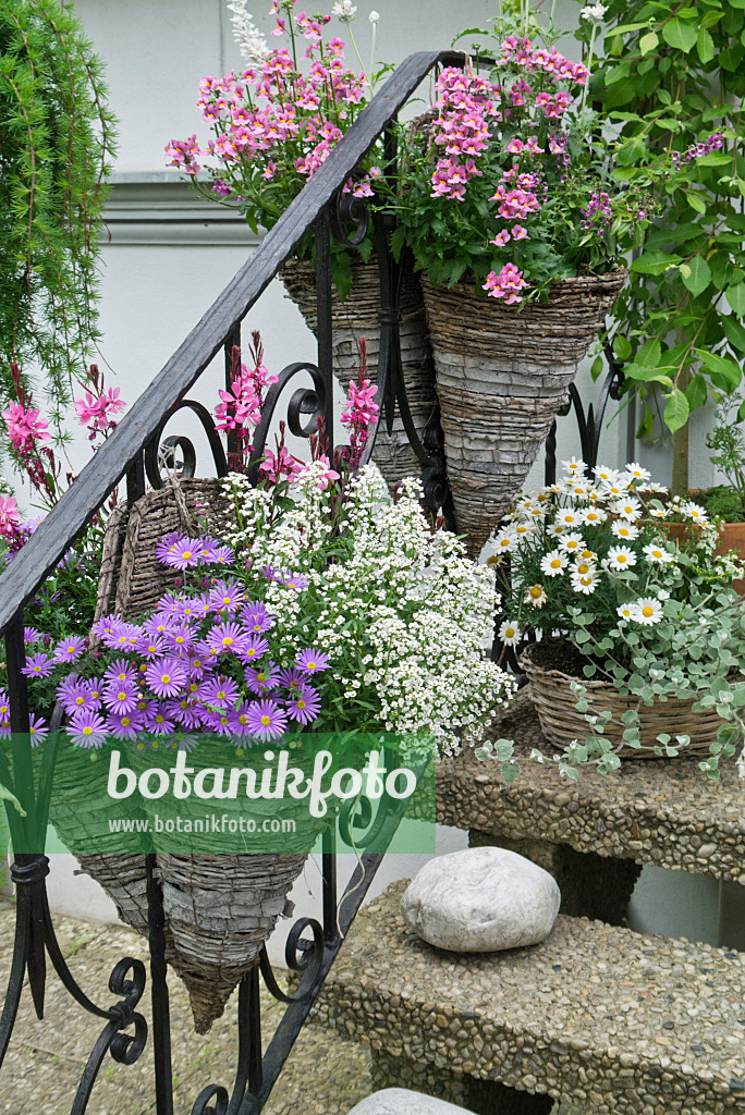 544171 - Aster (Aster), butterfly gaura (Gaura lindheimeri), sweet alyssum (Lobularia maritima), daisy (Leucanthemum) and Nemesia