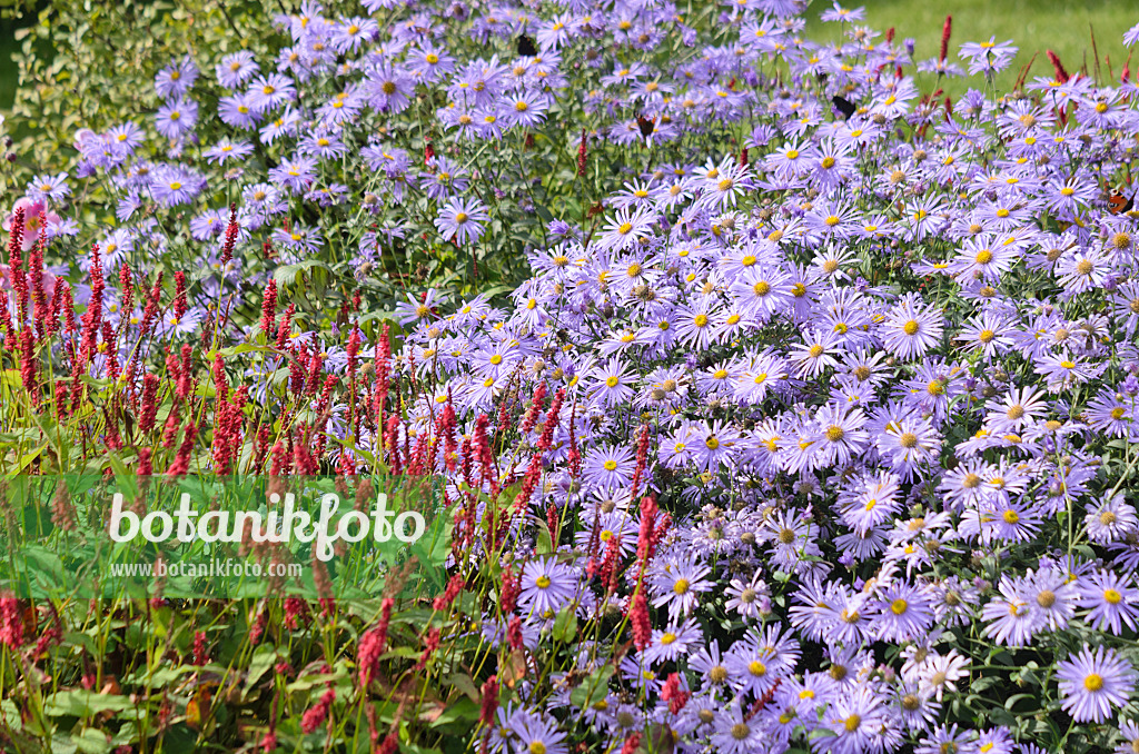 548146 - Aster (Aster x frikartii) and mountain fleece (Bistorta amplexicaulis syn. Polygonum amplexicaule)