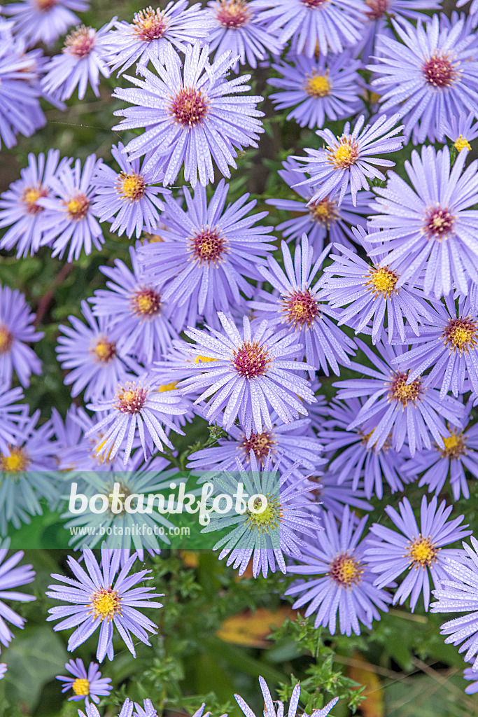 616362 - Aster (Aster x frikartii 'Wunder von Stäfa')