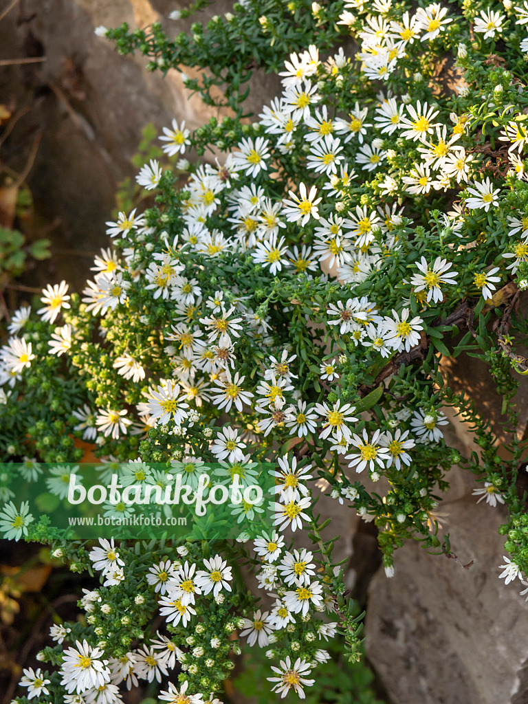 430133 - Aster (Aster speciosus 'Connecticut')