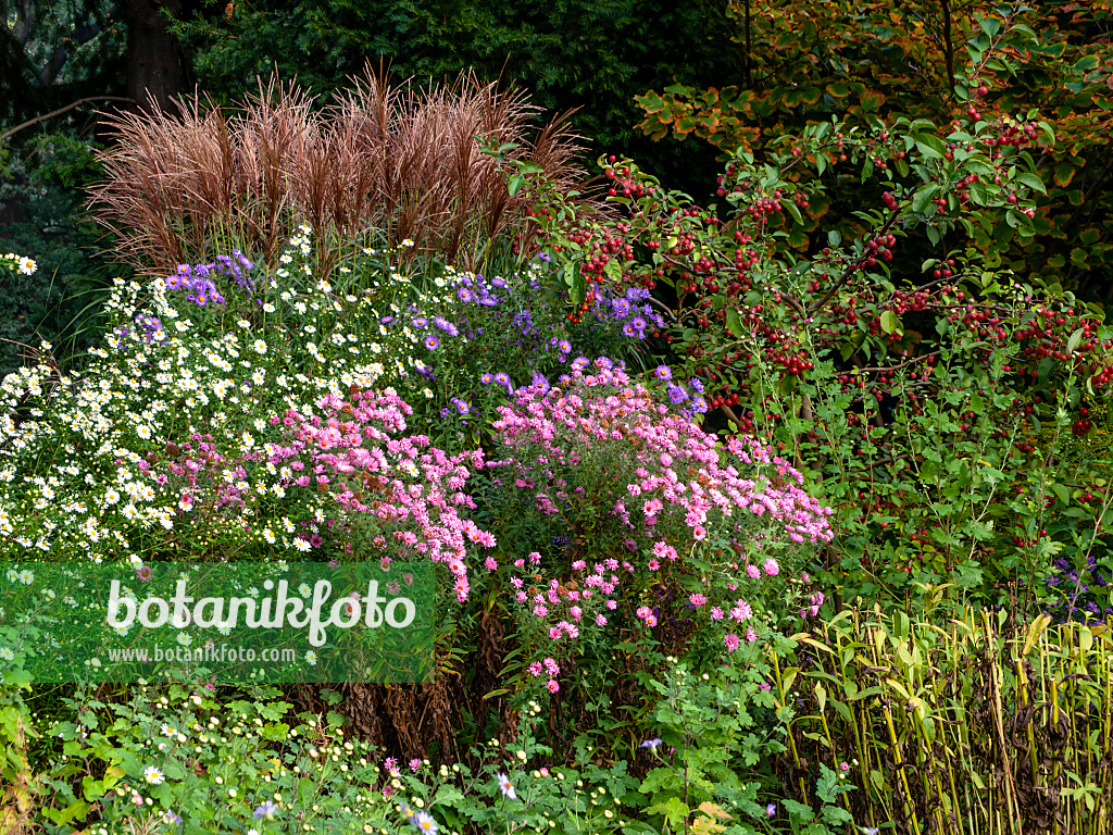 442098 - Asters (Aster), apple (Malus) and Chinese silver grasses (Miscanthus)