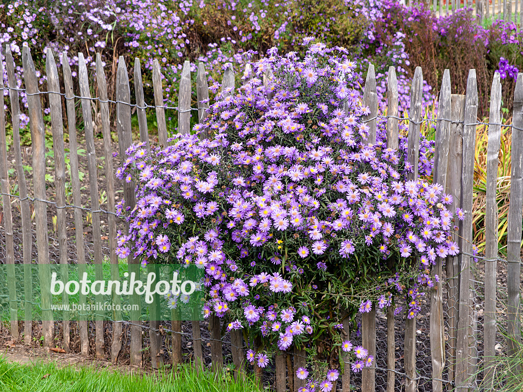 465173 - Asters (Aster) at a wooden fence