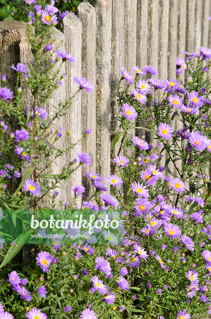 525074 - Asters (Aster) at a wooden fence