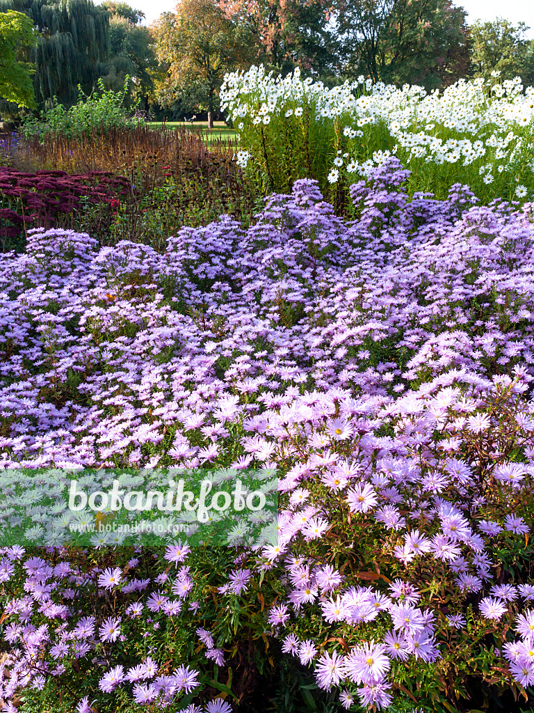 465186 - Asters (Aster) and Hungarian daisy (Leucanthemella serotina)