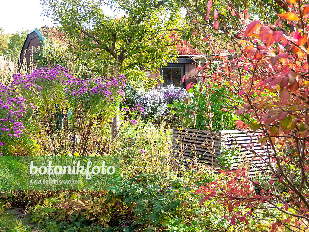 513102 - Asters (Aster) in a natural garden with a raised bed