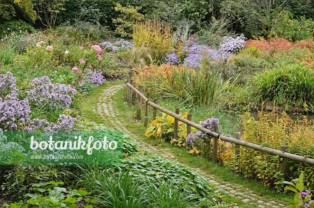 549132 - Asters (Aster) in an autumnal garden