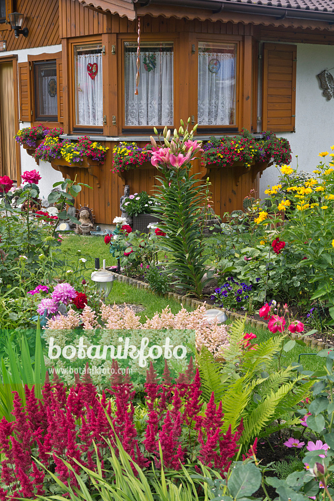 534257 - Astilbes (Astilbe), lilies (Lilium) and Calibrachoa in an allotment garden