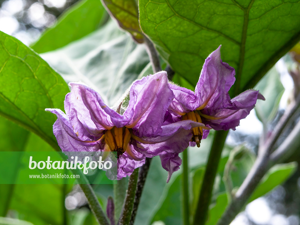 451076 - Aubergine (Solanum melongena)