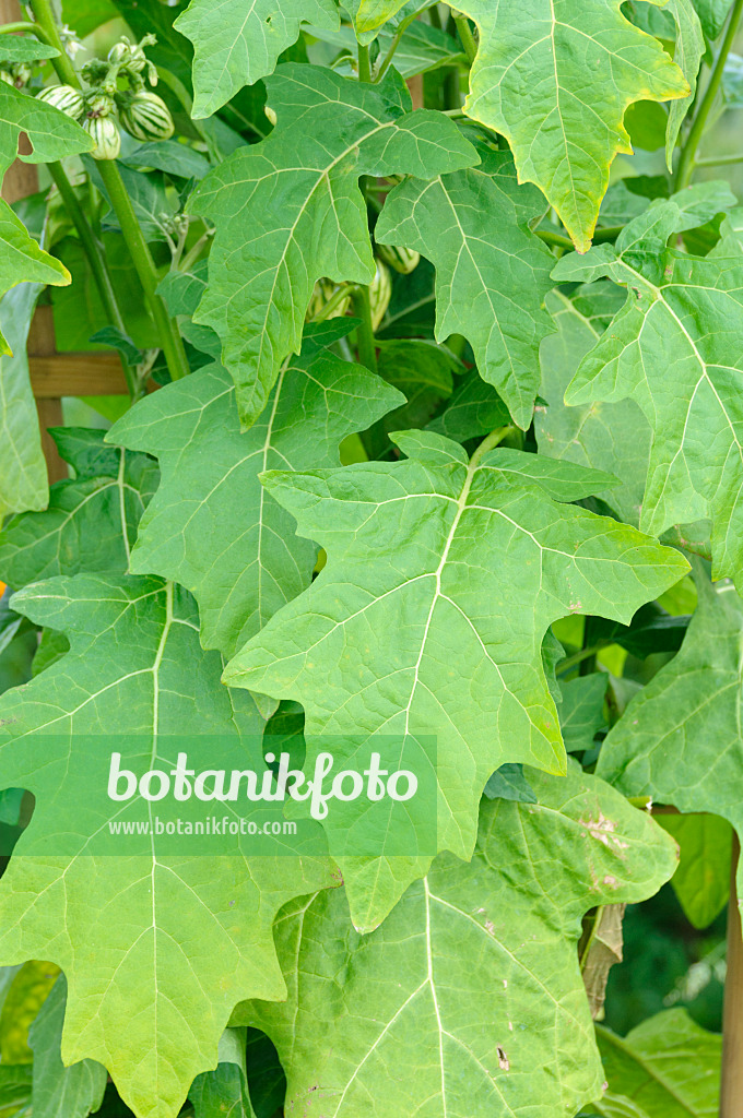 474481 - Aubergine (Solanum melongena)