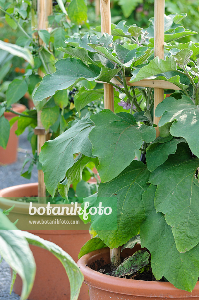 474483 - Aubergine (Solanum melongena)